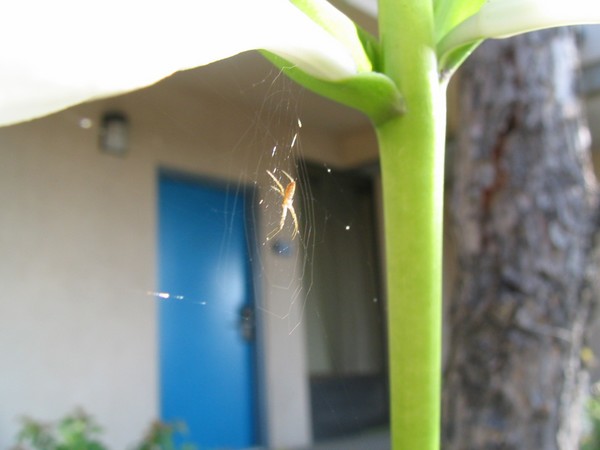 little spider
