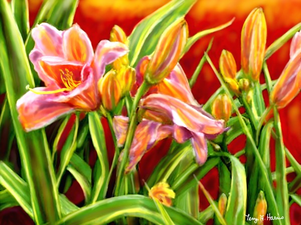 Summer  of Lilies