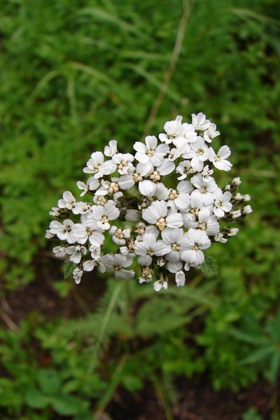Mountain Candytuft