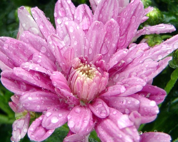 Water Drops on Pink Flower