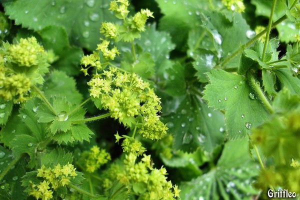 LADIES MANTLE