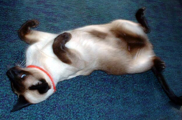 My beloved Siamese RIP...