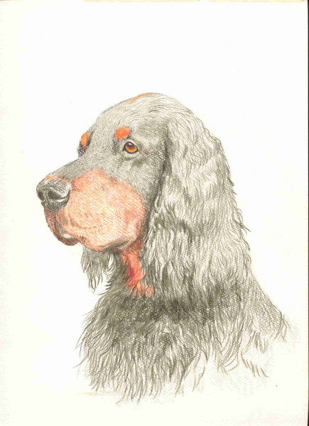 Gordon Setter