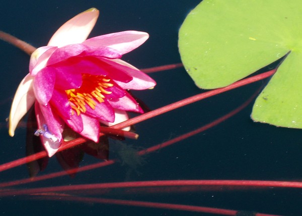Flower4
