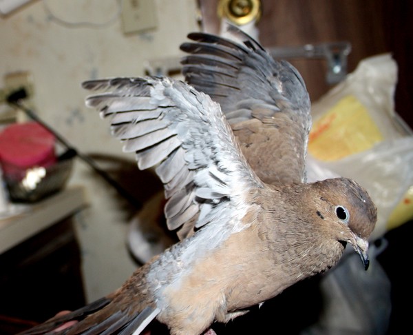 Good morning Dove