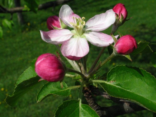 Apple Blossom
