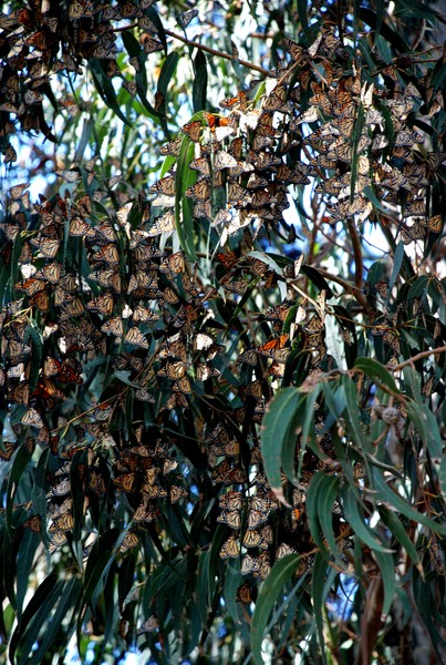 Pismo Butterflys