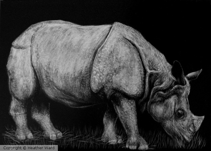 Rhino