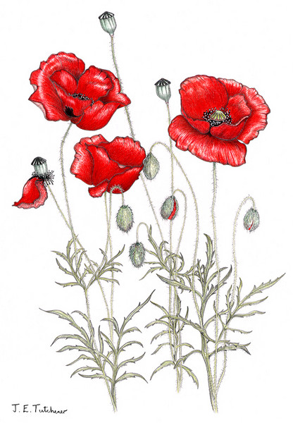 Poppies