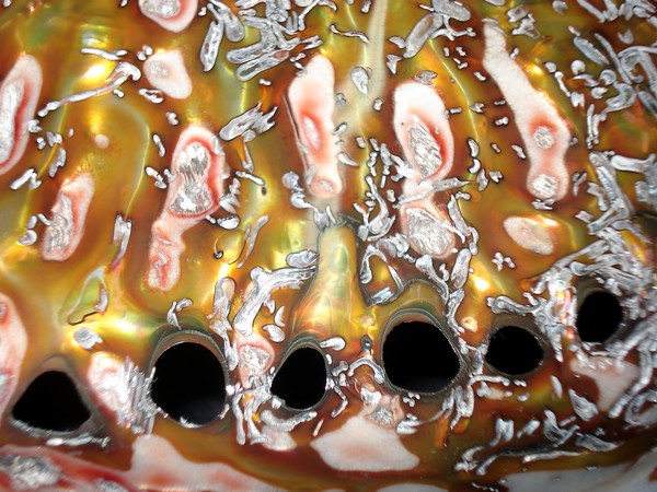 Tiger Shell