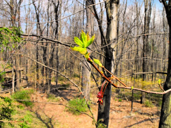 Spring Has Sprung