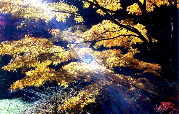 JAPANESE GARDEN