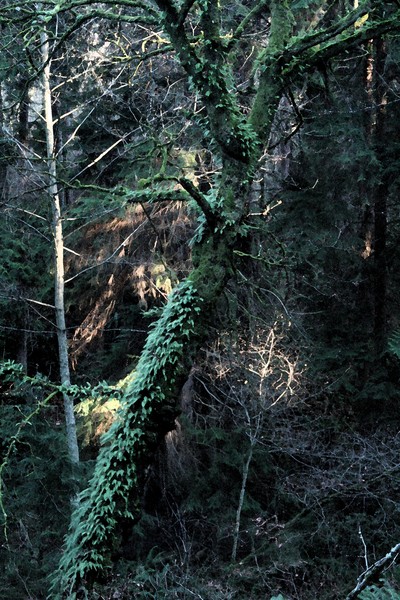 Northwest Woods in Winter