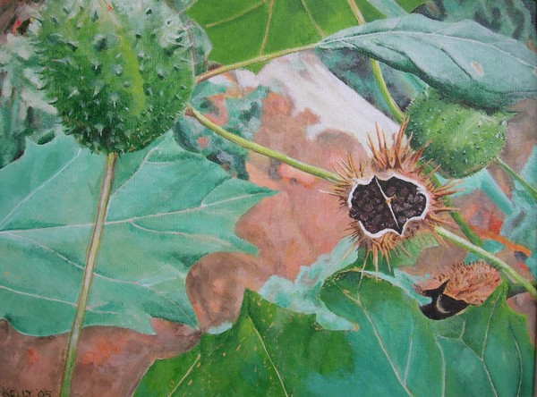Jimson Weed