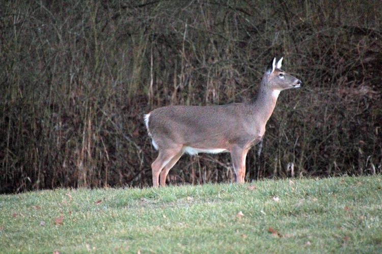 Deer