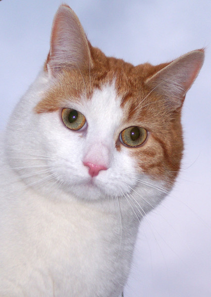 Nosey Cat