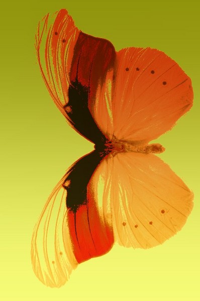 Beautiful Butterfly (9)