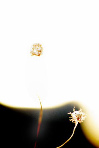 Infinitum III