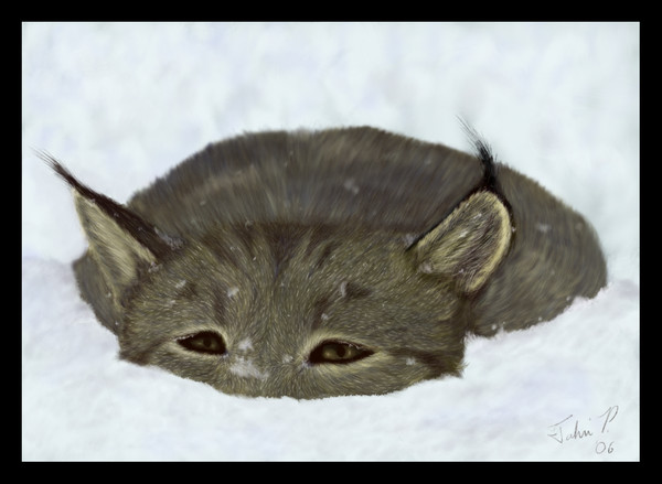 Snow Lynx