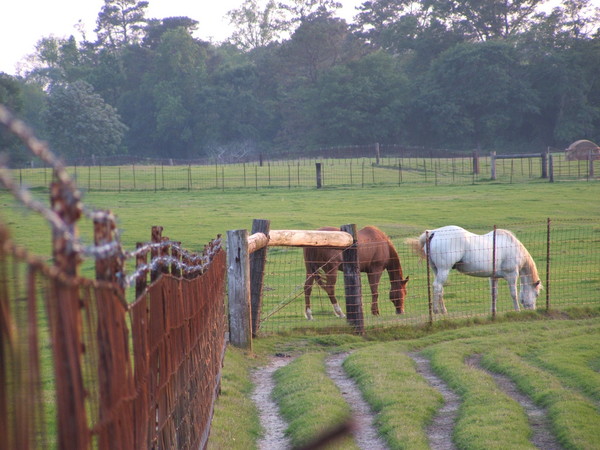 GRAZING