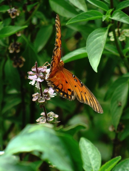 Fall Butterfly