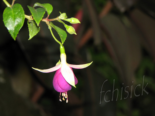 fushia 2