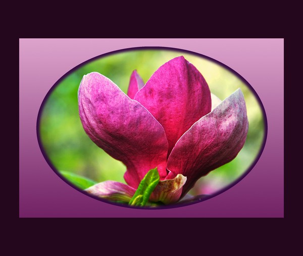 Magnolia