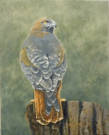 Red Tailed Hawk
