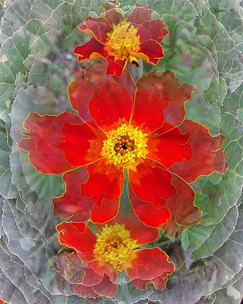Natural Poetic Bloom