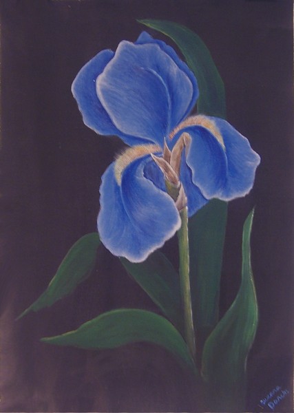 IRIS