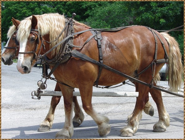 Clydesdales - Matched Pair
