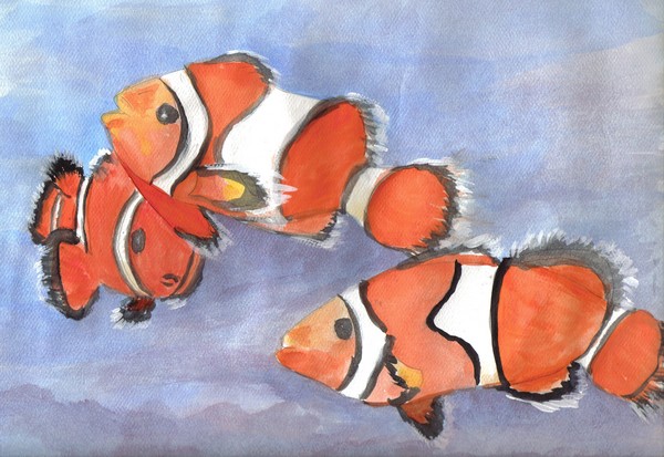 Three Clownfish