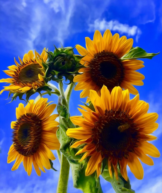 4 sunflowers