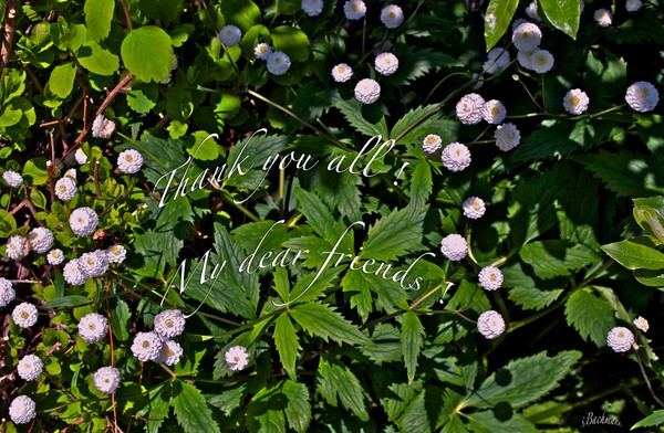  Thank you all my dear friends !