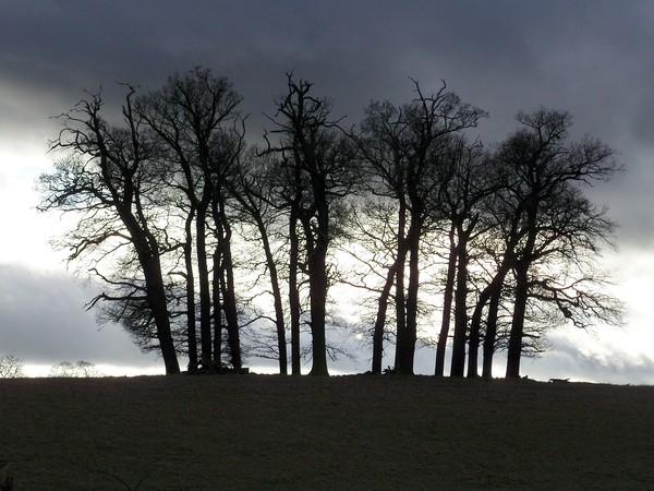 Trees