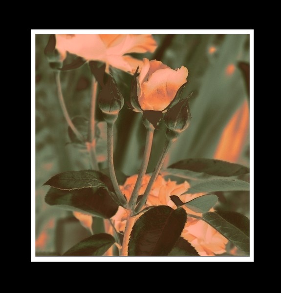 Harmony