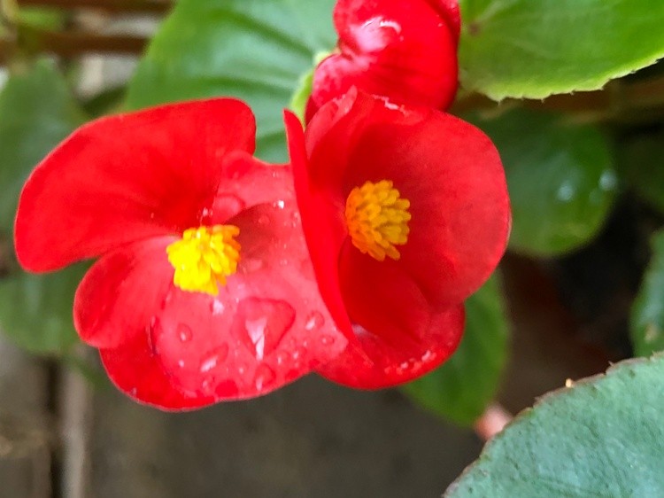 Begonias Red Flower