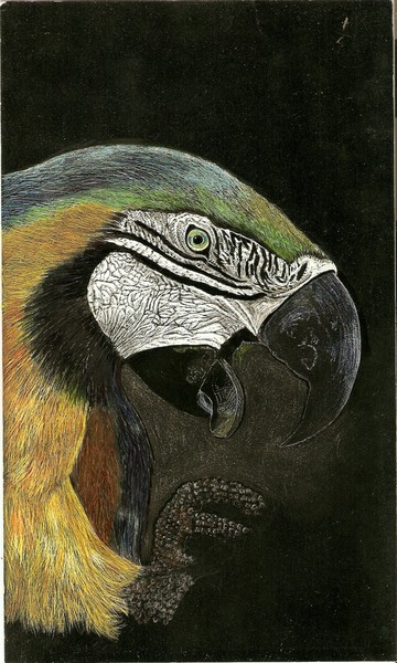 parrot profile