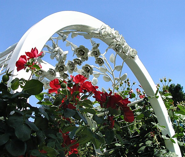 Arch of Roses