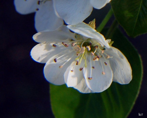 PEAR BLOSSOMS - 2497