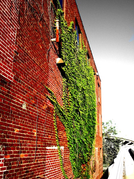 Overgrown