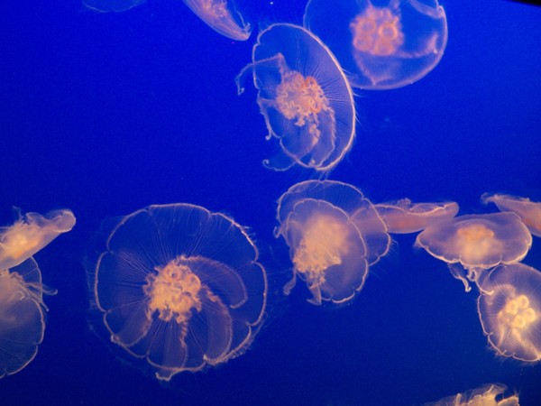 into the blue 2