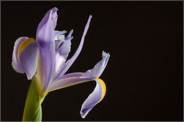 Fleur-de-lys