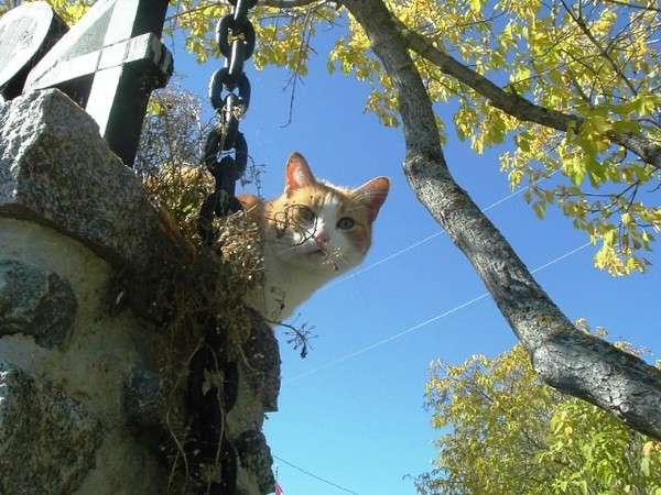 Cat on the rocks