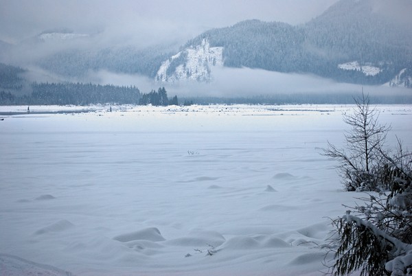 Silent Serenity