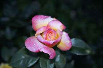 Rose bud