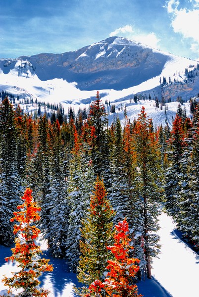 Alta Colors