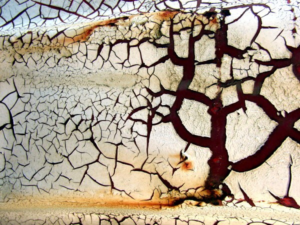 Snow Tree