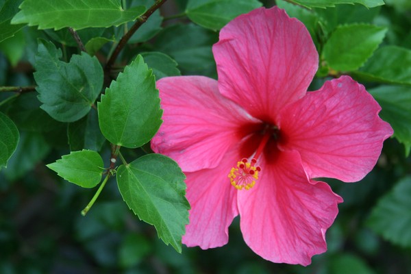 Pretty in Pink