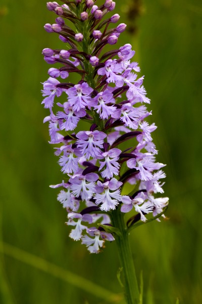 Purple Fringed Orchid